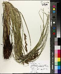 Carex decomposita image