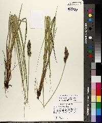 Carex annectens var. annectens image