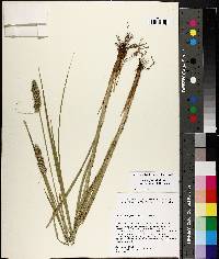 Carex fissa image