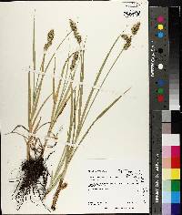 Carex fissa image