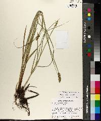 Carex triangularis image