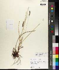 Carex triangularis image