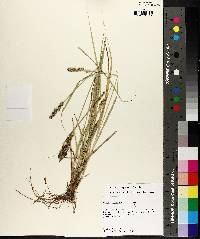 Carex triangularis image