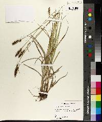 Carex triangularis image