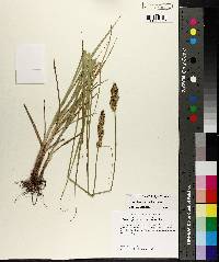 Carex triangularis image