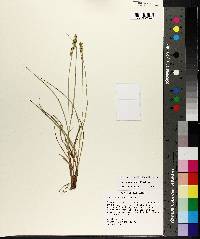 Carex triangularis image