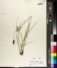 Carex triangularis image