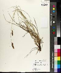 Carex triangularis image