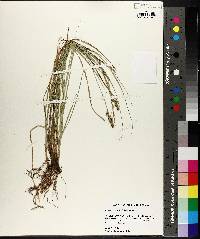 Carex triangularis image