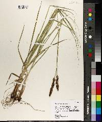 Carex triangularis image