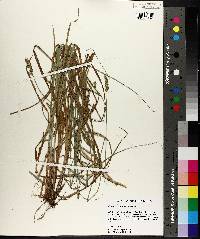 Carex triangularis image