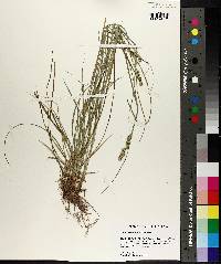 Carex triangularis image