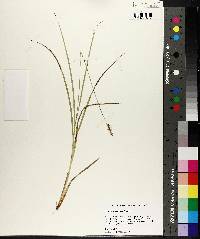 Carex triangularis image