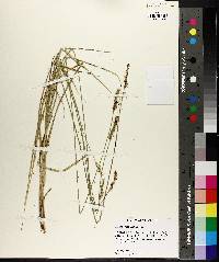 Carex triangularis image