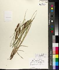 Carex triangularis image