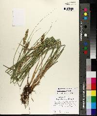 Carex triangularis image