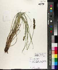 Carex triangularis image