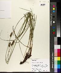 Carex triangularis image