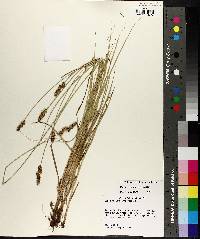 Carex triangularis image