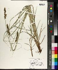 Carex triangularis image