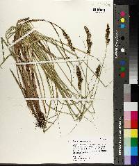 Carex triangularis image