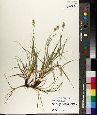 Carex austrina image