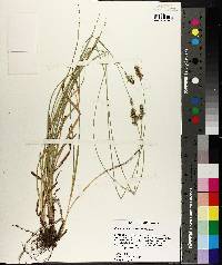 Carex austrina image