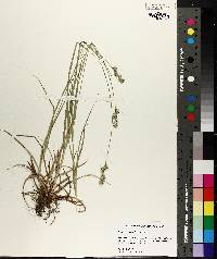 Carex austrina image