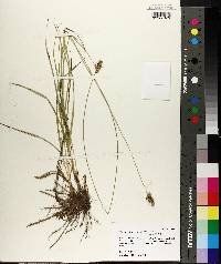 Carex austrina image