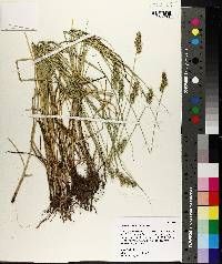 Carex austrina image