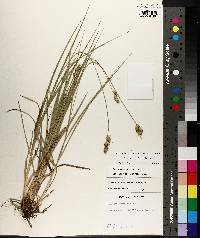 Carex austrina image