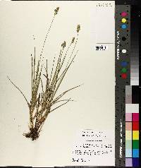 Carex austrina image