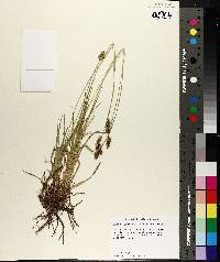 Carex austrina image