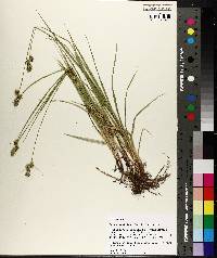 Carex austrina image