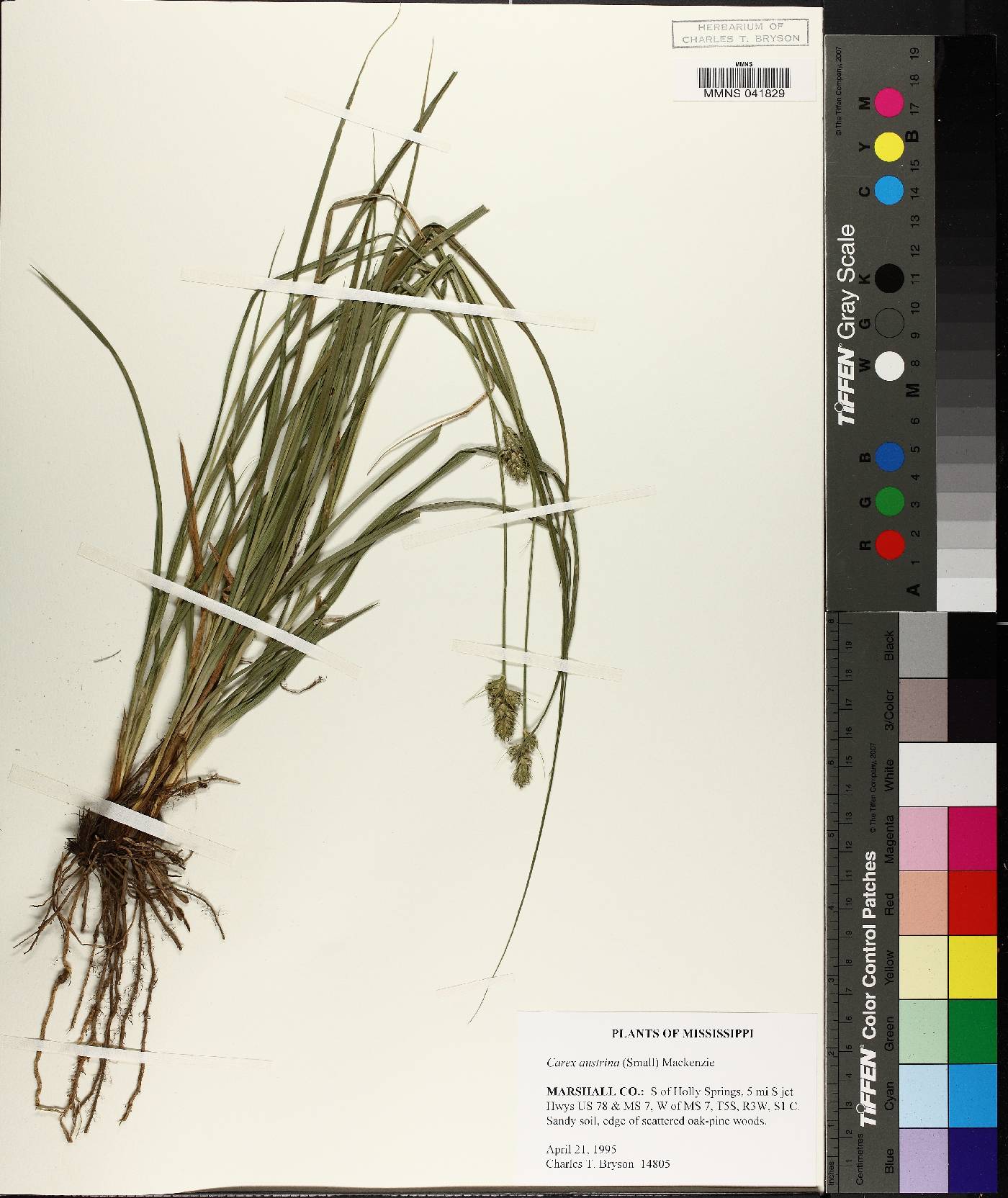 Carex austrina image