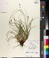 Carex austrina image