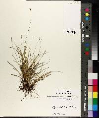 Carex austrina image