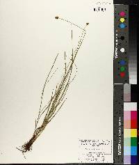 Carex hoodii image