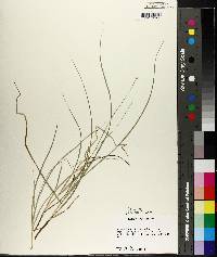 Carex leavenworthii image