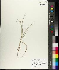 Carex leavenworthii image