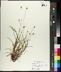 Carex leavenworthii image