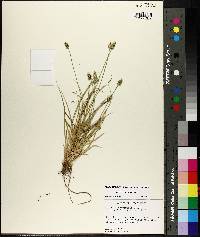 Carex leavenworthii image