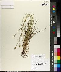 Carex leavenworthii image