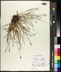 Carex leavenworthii image