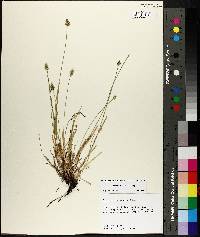 Carex leavenworthii image