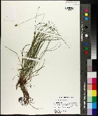 Carex leavenworthii image