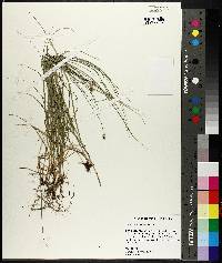 Carex leavenworthii image