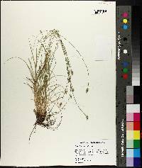 Carex leavenworthii image