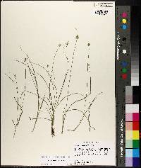 Carex leavenworthii image