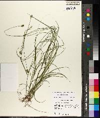 Carex leavenworthii image